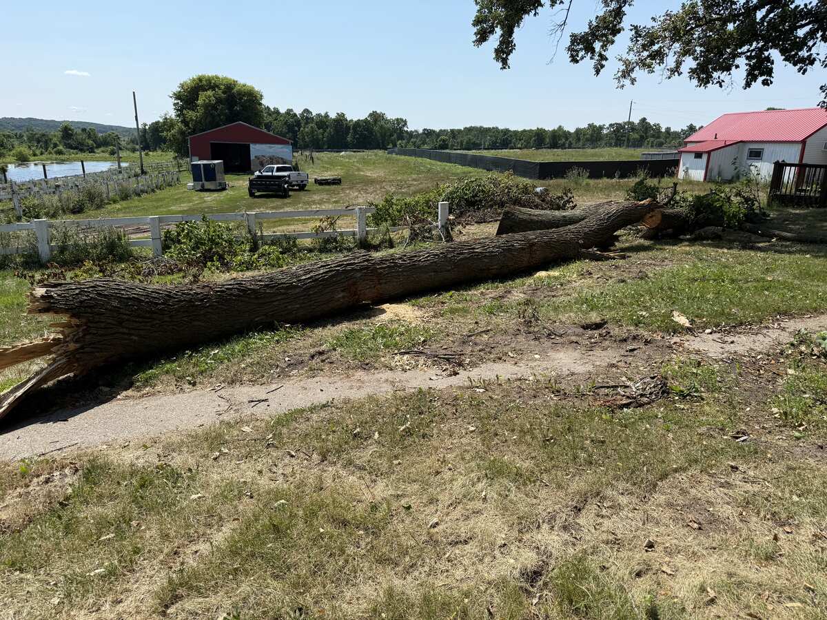 Tree Removal project — Revisions Unlimited serves Central Minnesota MN