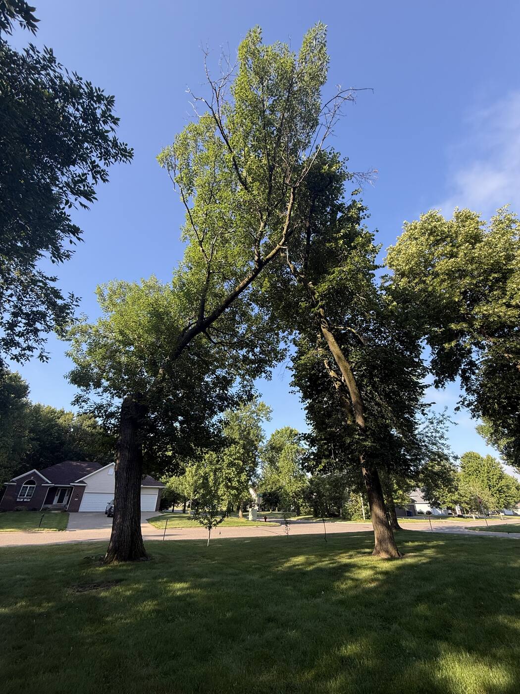 Before — overgrown tree and brush line along a Central Minnesota backyard