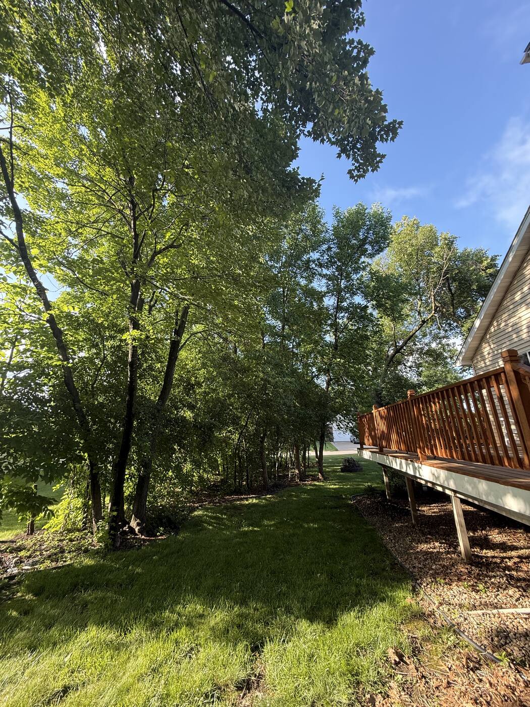 Before — mature trees crowding the deck and yard in Central MN