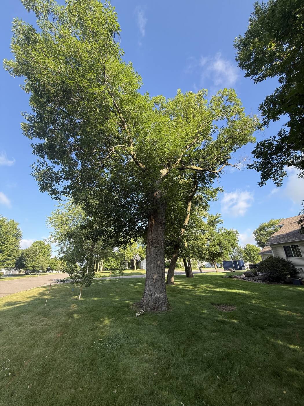 Before — large trees marked for removal in Central Minnesota