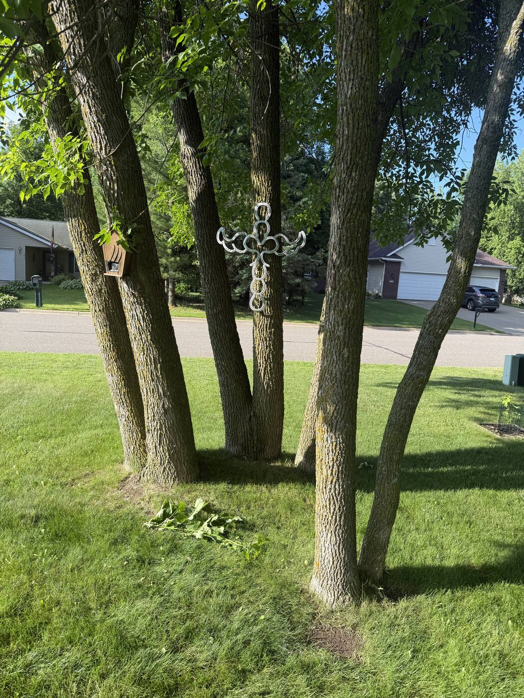 Before — cluster of tree trunks in the overgrown line