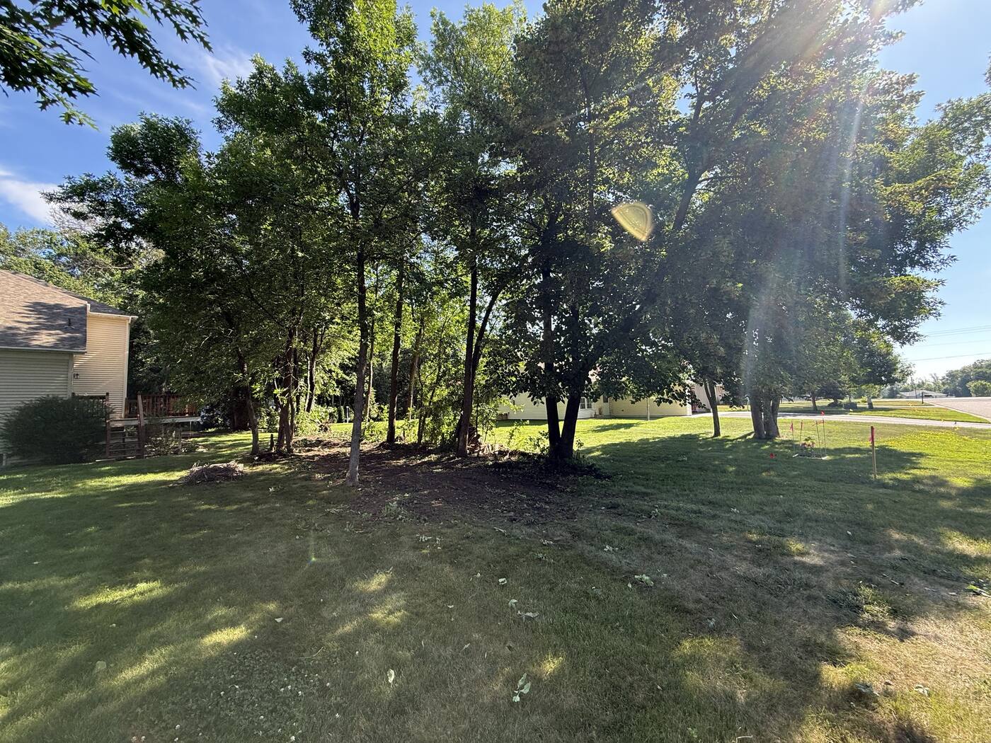 During — clearing understory and brush with a skid loader