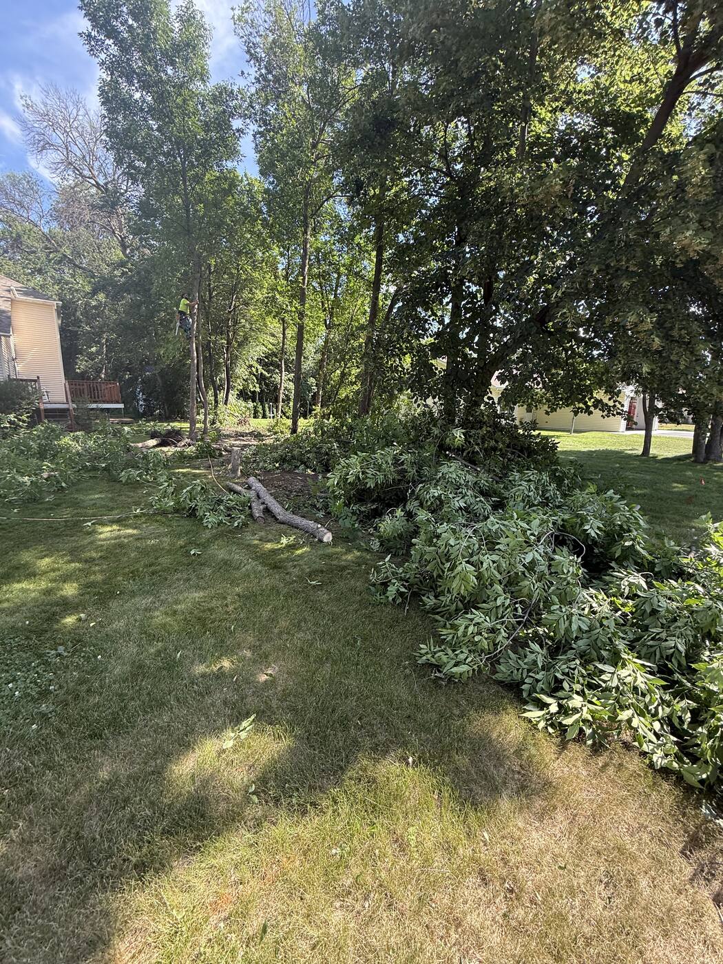 During — brush and downed trees cleared from the tree line