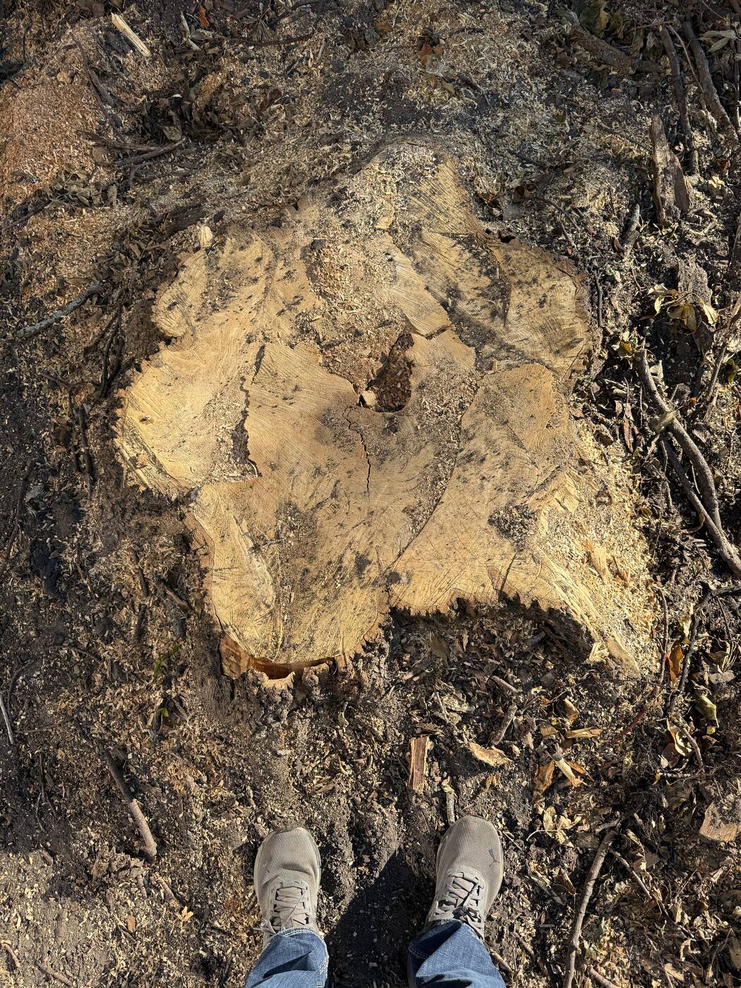 What Stump Grinding Costs in Central Minnesota